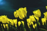 漂亮的郁金香花卉高清图