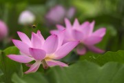 夏日荷花图片