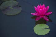 红色睡莲图片