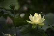 荷韵背景图片