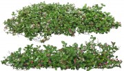 植物免扣元素图片下载