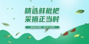 新鲜枇杷夏季水果展板