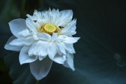 特写蜜蜂与白色荷花