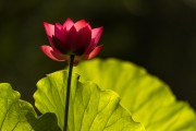 夏日荷花摄影图