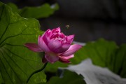 夏日荷花照片