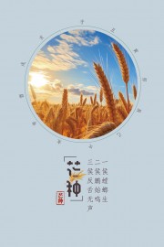 24节气芒种海报