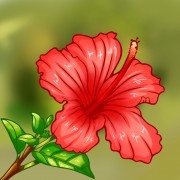 扶桑花图片