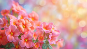 ��ɫ���ܴ���չ�屳��ͼƬ�ز�