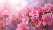 �ۺ�ž�ͼƬ