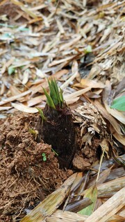 破土而出的春笋