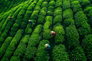茶园里的采茶人