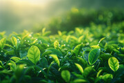 高清茶叶特写图片