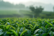 高清茶园茶叶图片