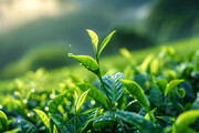 高清茶叶特写图片