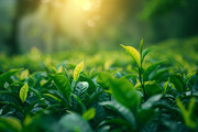 茶叶特写高清图片