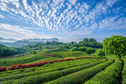 茶园广角风景图