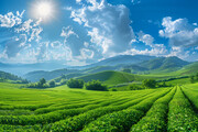 高清茶园风景图
