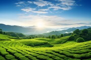茶园风景图片
