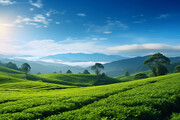 茶园风景高清图片