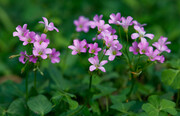 四叶草开花
