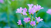 红花酱草