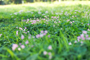 四叶草开花