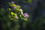 唯美光影海棠花