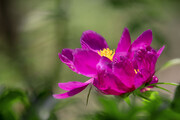 绽放的芍药花图片
