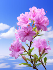 蓝天下的杜鹃花图片