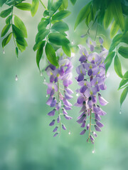 紫藤花特写图片