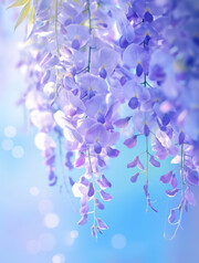 高清紫藤花图片