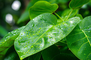 雨后绿叶特写摄影图片