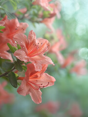 粉色杜鹃花壁纸