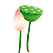荷花和莲蓬手绘插画图片素材