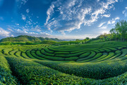茶园广角图片素材