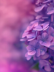 唯美绣球花图片