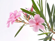 �����ҵ�ͼƬ�ز�