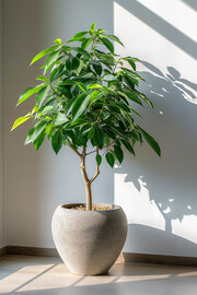 室内绿植图片