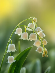 白色铃兰花