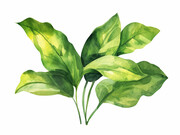 热带植物绿叶图片