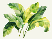 热带植物绿叶插画