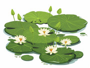 卡通水上睡莲插画