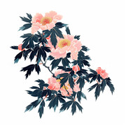 牡丹的插画图片