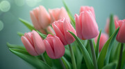 唯美郁金香花卉壁纸
