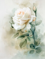 ˮ�ʰ�õ��װ�α����ز�