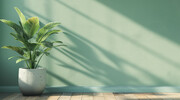 室内植物盆栽壁纸