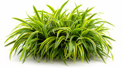 植物景观绿植吊兰图片