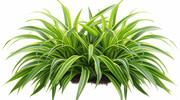 植物景观吊兰插画图片