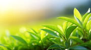 茶叶高清图片