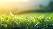茶叶特写高清图片